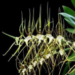 Brassia Eternal Wind Brassia Eternal Wind
